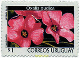 92621 MNH URUGUAY 1998 FLORES DE URUGUAY - Uruguay