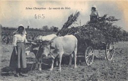 SCENESCHAMPÊTRES- LA RENTREE DU MAÏS - Cultivation