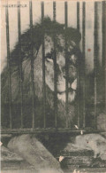 ANIMAUX & FAUNE - Lions - Lion En Cage - Carte Postale Ancienne - Leoni