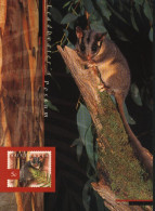 Australia MaxiCard Sc 1524 Possum - Briefe U. Dokumente