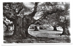 Burnham Beeches # 12-20/8 - Buckinghamshire