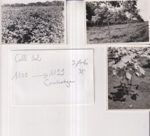 LOTE 3 FOTOS CAMBODGE   Agriculture 10*7cm Institut Recherches Coton TEXTILES EXOTIQUES - Asie