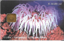 CARTE-PUCE-CUBA-10$-ANEMONE-Utilisé-TBE - Fish