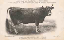 Somme Vesle * Bovin Vache Taureau Race Schwitz à Mr A. COSSENET à La Poste De Sommevele * Animaux De Laiterie - Other & Unclassified