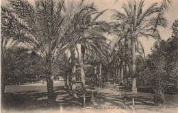 FRANCE - Nice - Allée De Palmiers Du Château - Carte Postale Ancienne - Plazas