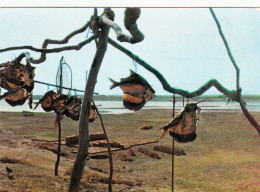 Tchad Poissons Séchés Au Bord Du Logone - Chad