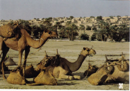 Tchad Dans Les Ouadi Qu'entourent La Ville, Le Natron Est Transporté à Dos De Chameaux - Tchad