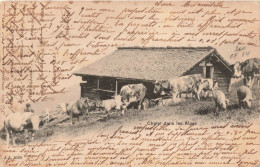 PHOTOGRAPHIE - Chalet Dans Les Alpes - Carte Postale Ancienne - Photographs