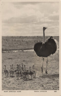 Giant Marai Ostrich African Bird & Newborn Babies RPC Postcard - Kenya
