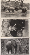 East African Elephants Game Hunt Trophy Hunting 3x Postcard S - Kenya
