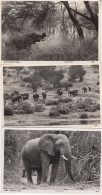 East African Game Elephants Hunting 3x Real Photo Postcard S - Kenya