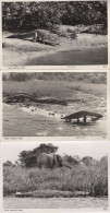 Crocodile East African Game 3x Real Photo Postcard S - Kenya