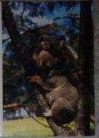 Petit Calendrier De Poche 1990 Animal Faune Koala - Small : 1981-90