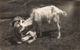 Chèvre Qui Visite Un Sac De Montagne Ziege Zu Besuch  Bergsack 1925 - Mon