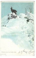 Suisse   -chamois Dans Les Hautes Alpes - Cham