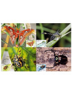China Maximum Card,2023-15 Insects Group 2, Chinese Entomological Society In Situ​​​​​​​,4 Pcs - Tarjetas – Máxima