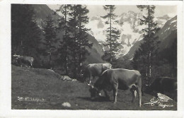 Im Stilluptal Mayrhofen Zillertal - Zillertal