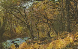 AK 168891 ENGLAND - Dartmoor - Fingle Bridge - Autumn Glory - Dartmoor