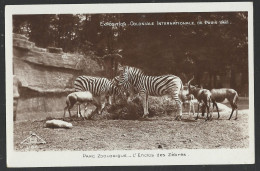 Exposition Coloniale Internationale Paris - Parc Zoologique. L'Enclos Des Zebres - Postcard (see Sales Conditions) 09100 - Zebre