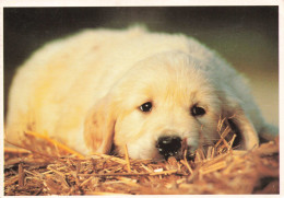 PHOTOGRAPHIE - Chien - Offert Par Les Amies Des Aveugles - Colorisé - Carte Postale Ancienne - Fotografie