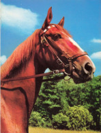 ANIMAUX - Cheval - Colorisé - Carte Postale Ancienne - Pferde