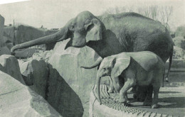PHOTOGRAPHIE -Un éléphant D'Aise Femelle Et Micheline Le Jeune éléphant D'Afrique - Carte Postale Ancienne - Fotografie