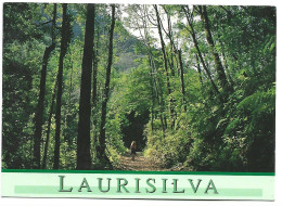 BOSQUE DE LAURISILVA ( CUBO DE LA GALGA ).- ISLA DE LA PALMA / ISLAS CANARIAS.- ( ESPAÑA ) - La Palma