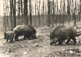 BELGIQUE - Nassogne En Ardenne - Sangliers Dans La Forêt - Carte Postale Ancienne - Nassogne