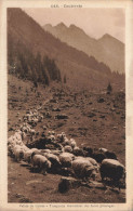 Cauterets * Vallée De Lutour * Troupeaux Descendant Des Hauts Pâturages * Transhumance - Cauterets