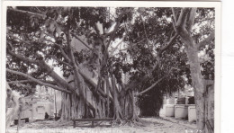 Etats-Unis - Banyan Tree Af The Light House - Key West, Fla - Key West & The Keys