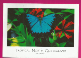 CP Papillon Ulysses Butterfly - TROPICAL NORTH QUEENSLAND - Papillons