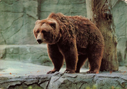 ANIMAUX & FAUNE - Ours - Colorisé - Carte Postale Ancienne - Bears