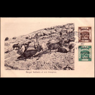 Palastina) 1922: Ansichtskarte / Tauschvereinigungen Für Ansichtskarten | Viehzucht, Tiere, Beduine | Jerusalem - Palestine