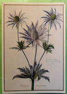 Panicaud Ou Chardon Eryngium Ametystinum Alpen Donardistel , Nicolas ROBERT 1614 - 1685  Nationalbibliotek ,Wien Austria - Geneeskrachtige Planten