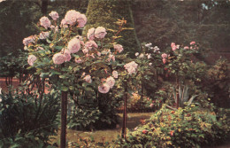 FLEURS - Roseraie - Colorisé - Carte Postale Ancienne - Fleurs