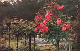 FLEURS - Jardin - Colorisé - Carte Postale Ancienne - Fleurs