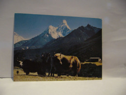 MT AMADABLAM AND YAK NEPAL ASIA ASIE CPM - Népal