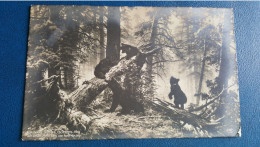 Carte Photo De Russie , Matin Dans Une Forêt , Une Famille D'ours - Russia