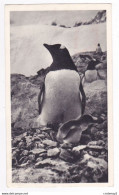 FALKLAND Pingouin Carte PUB Médicament Des Laboratoires LA BIOMARINE à DIEPPE Postée De Port Stanley 1952 VOIR TIMBRE - Falkland Islands