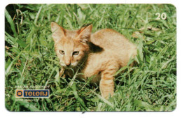 Chat Cat Katze Télécarte Brésil Phonecard ( 1132) - Brésil