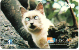 Chat Cat Katze Télécarte Brésil Phonecard ( 1133) - Brésil