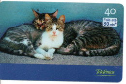 Chat Cat Katze Télécarte Brésil Phonecard ( 1135) - Brésil