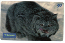 Chat Cat Katze Télécarte Brésil Phonecard ( 1137) - Brésil