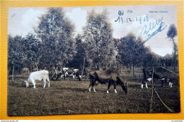 ATH  -  Prairies Libotte  -  1908 - Ath