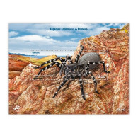 Portugal ** & Azores Terrestrial Fauna, Azores Wolf Spider  2023  (9799993) - Spiders