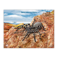 Portugal ** & Azores Terrestrial Fauna, Azores Wolf Spider  2023  (9799993) - Spinnen