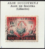 AFRIQUE DU SUD - Fleurs, Flowers, Aloe De Socotra - 1953 - Oblitéré - Used Stamps