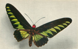 Papillon - Ornithoptera Brookeana - Comité National De L' Enfance     Z 602 - Papillons