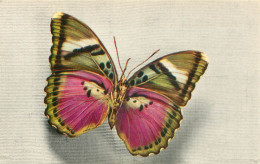 Papillon - Cethosia  - Comité National De L' Enfance     Z 602 - Papillons