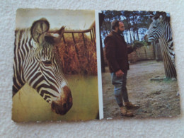 BELLE CARTE..ZEBRE DE GREVY "CAROLINE" ..PARC ZOOLOGIQUE DU TERTRE ROUGE.. - Zèbres